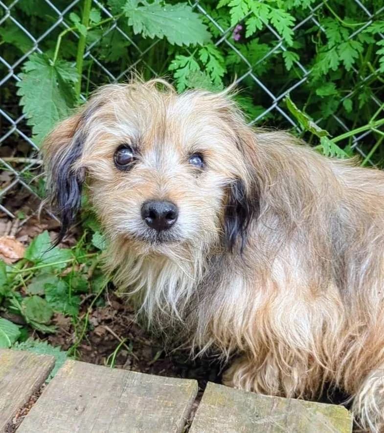 POPPY, male 7yo mixed breed for adoption at Refuge Bienvenue du Pays Gentiane