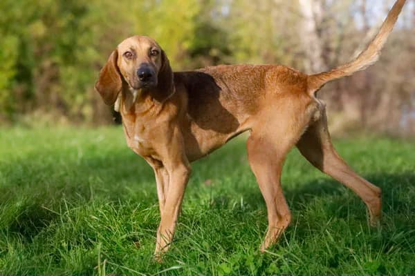 Orchidée, marron Sexe : Femelle Taille : Moyen Ide female 4yo mixed breed for adoption at Refuge Animalier de Brax