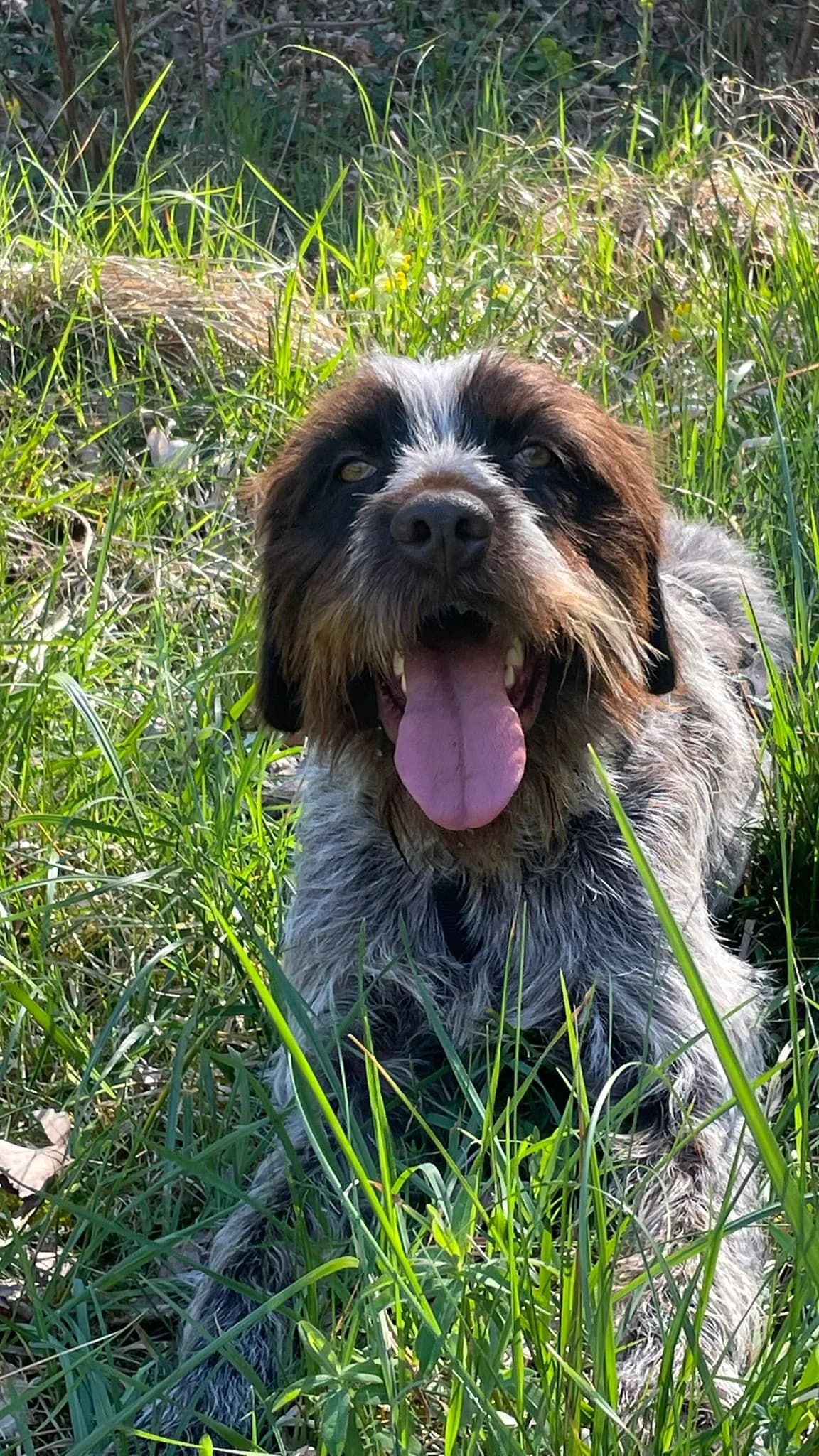 ARNIS, male young Mixed Breed for adoption at Refuge Canin Lotois