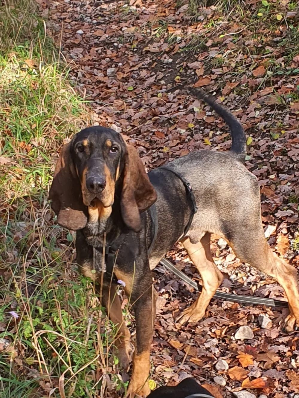 Bob, male young Mixed Breed for adoption at Refuge Canin Lotois