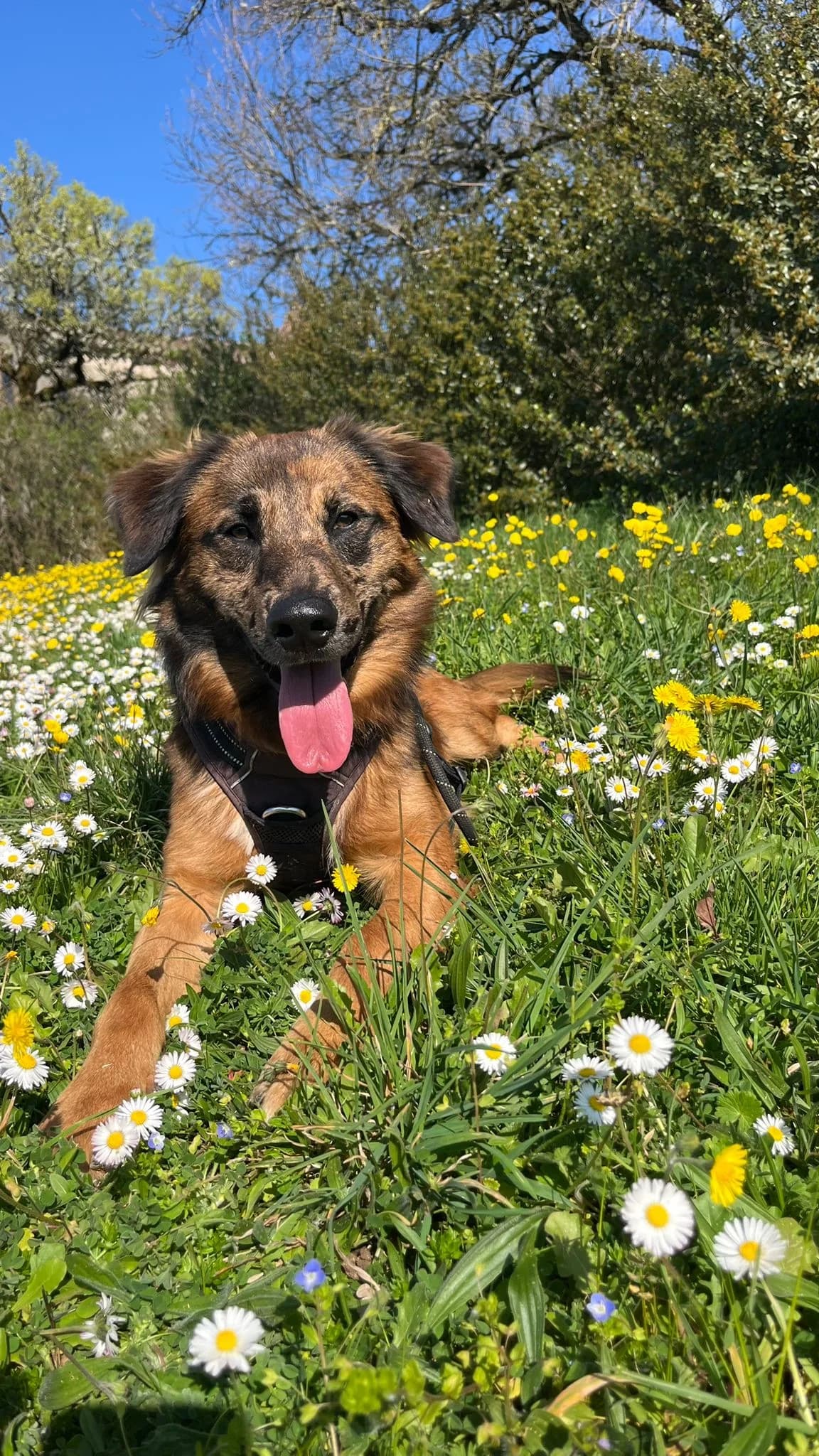 BOSTON, male young Mixed Breed for adoption at Refuge Canin Lotois