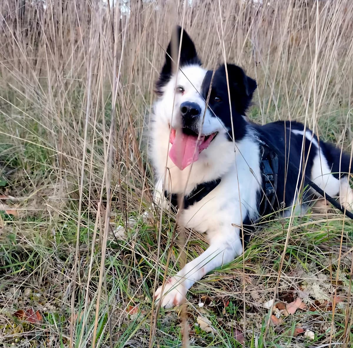 Chipie, female 6yo Mixed Breed for adoption at Refuge Canin Lotois