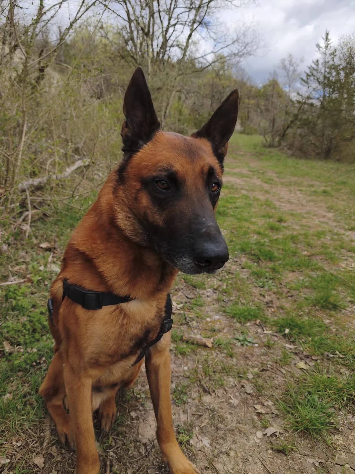 COBRA, male 7yo Mixed Breed for adoption at Refuge Canin Lotois