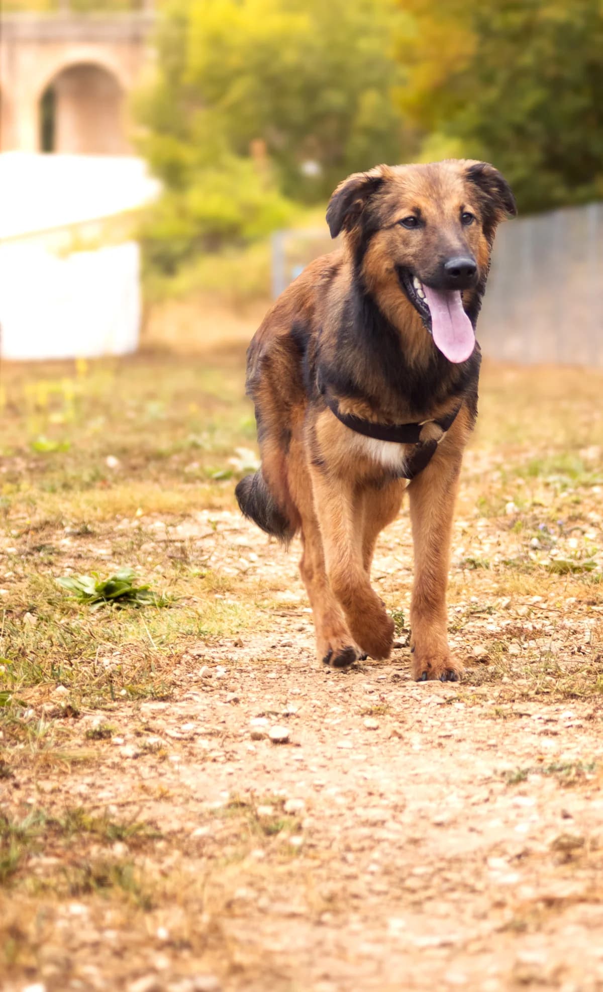 DAKOTA, female puppy Mixed Breed for adoption at Refuge Canin Lotois