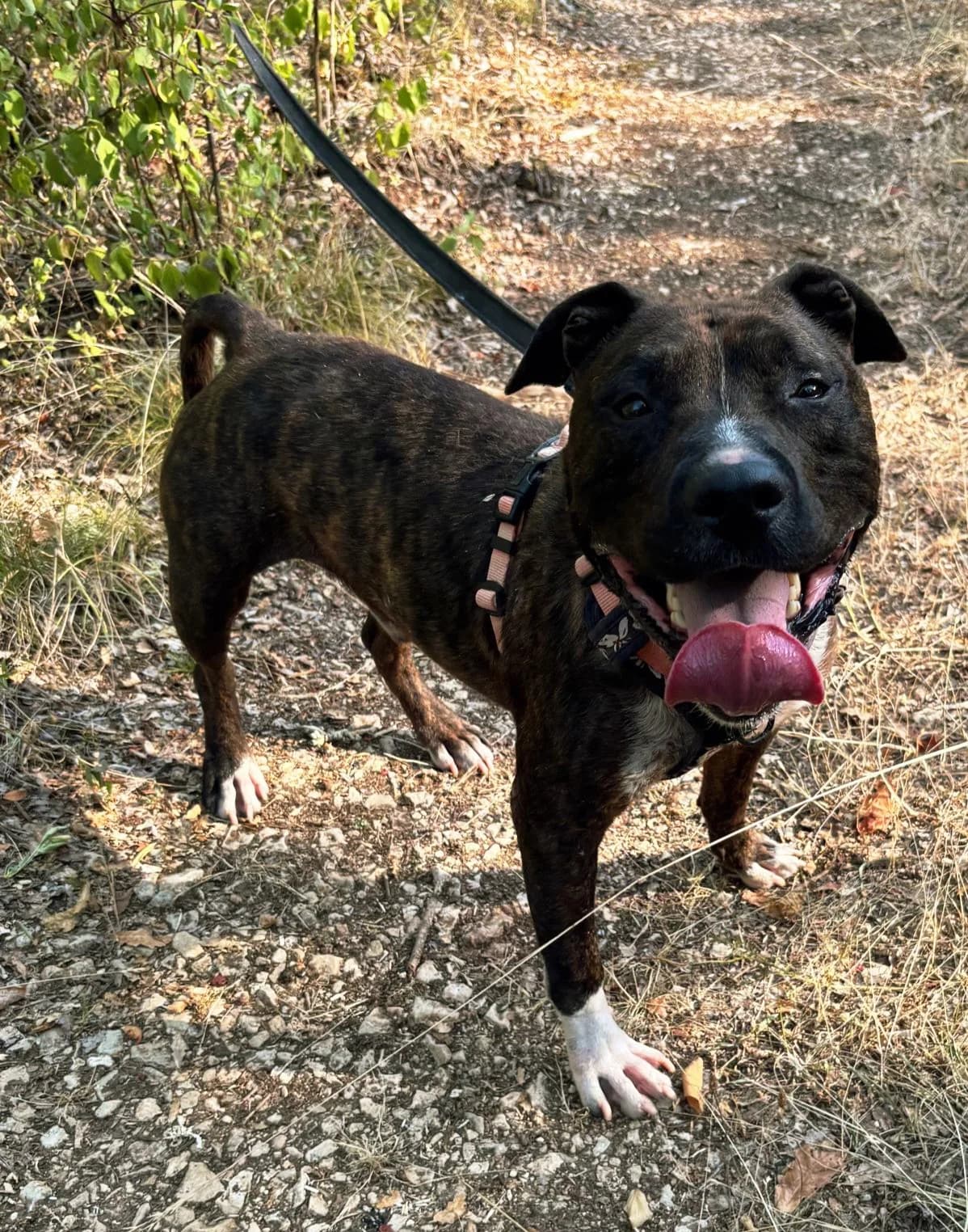 EBEN, male 3yo Mixed Breed for adoption at Refuge Canin Lotois