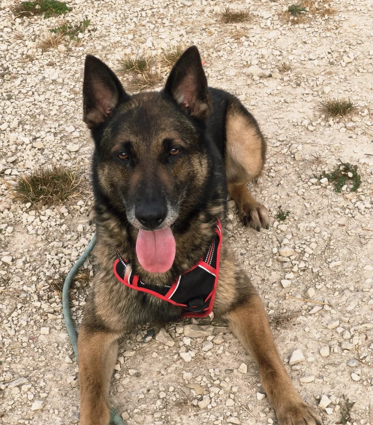 FALCO, male senior Mixed Breed for adoption at Refuge Canin Lotois