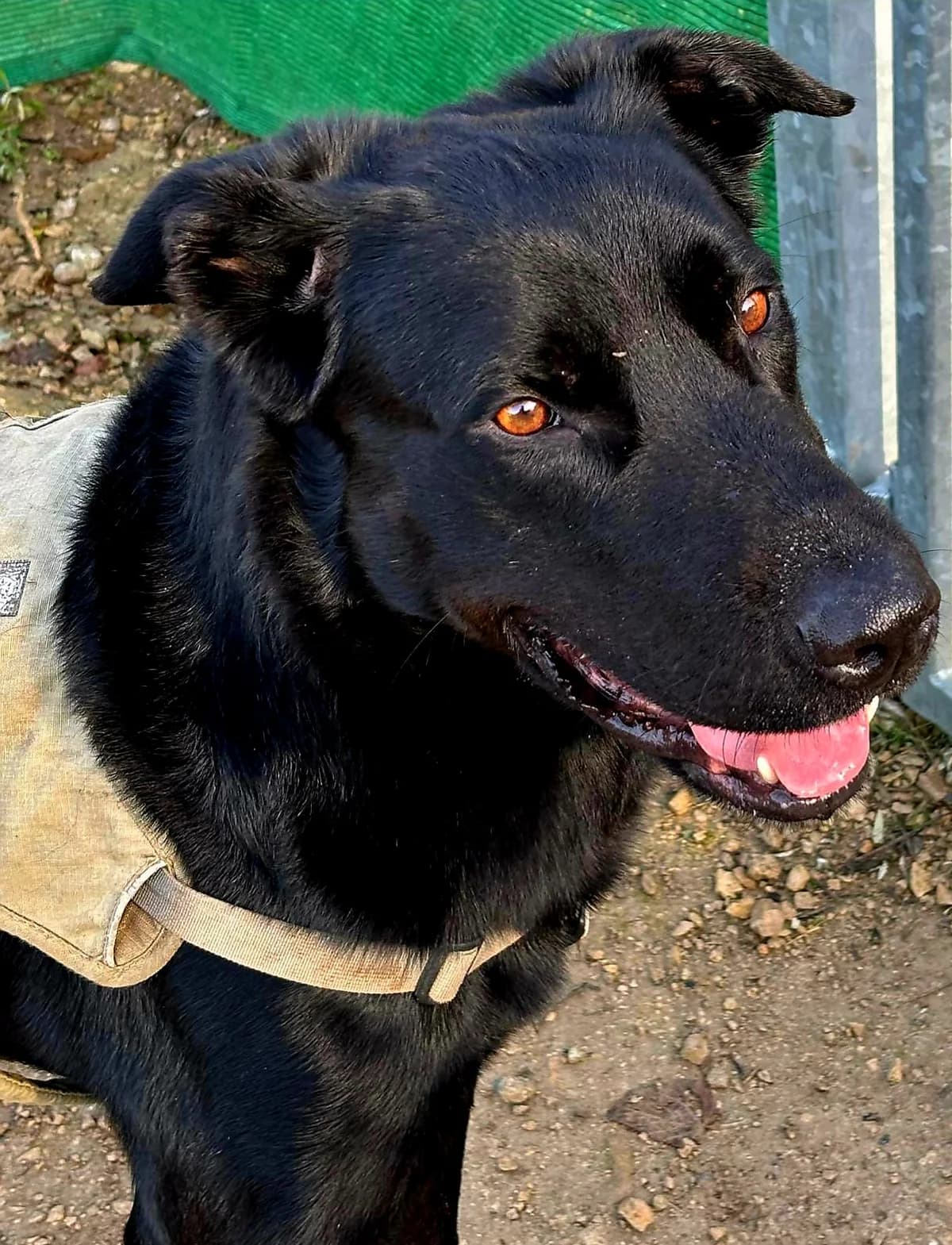 Funky, male 5yo Mixed Breed for adoption at Refuge Canin Lotois