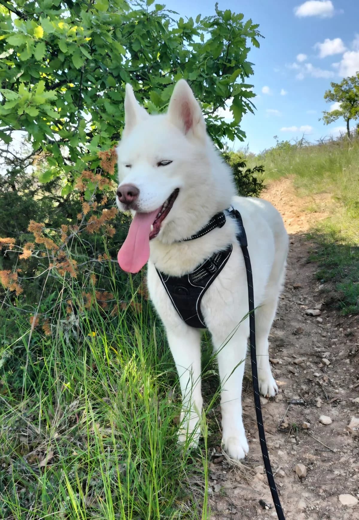 IGLOO, male 3yo Mixed Breed for adoption at Refuge Canin Lotois