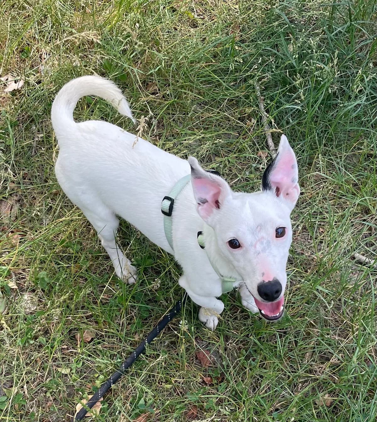 JACK, male young Mixed Breed for adoption at Refuge Canin Lotois