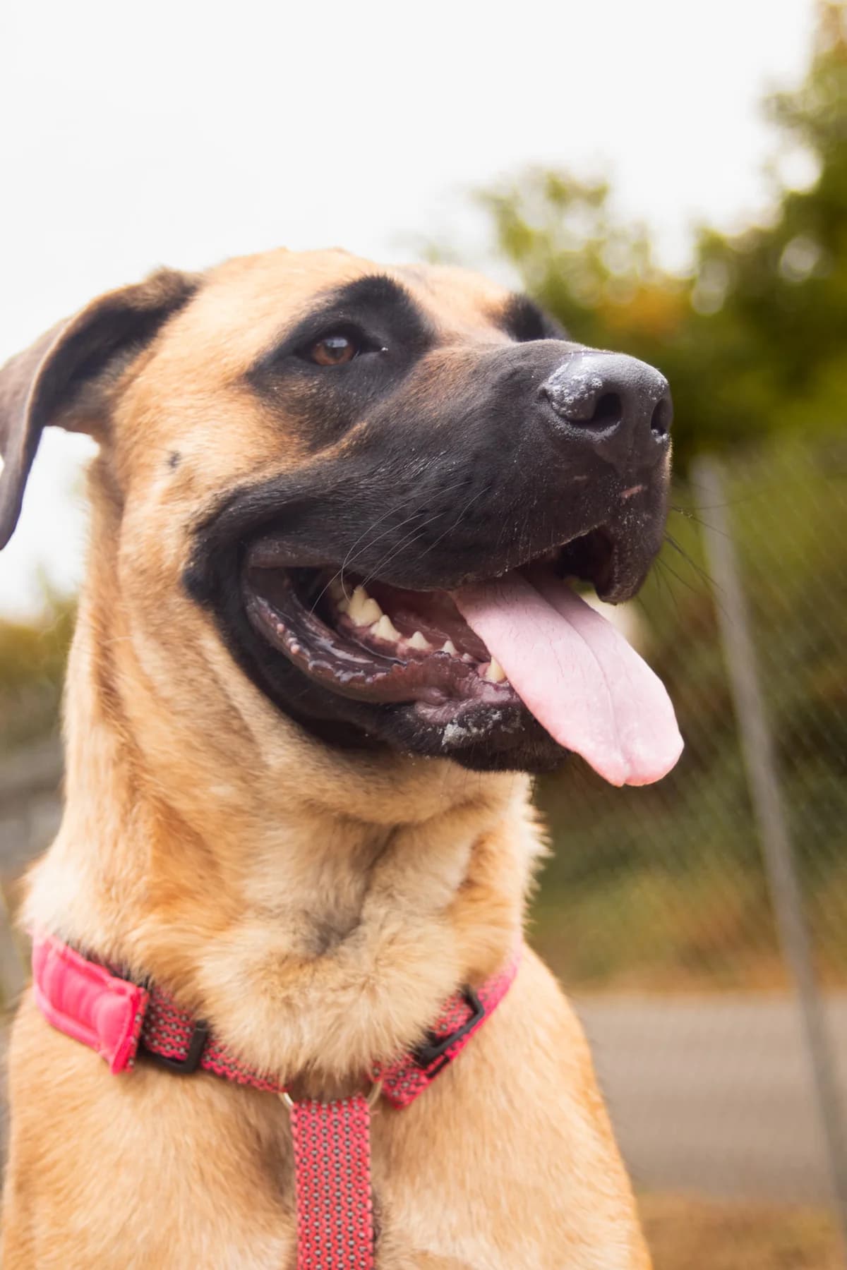 LEMSI, female young Mixed Breed for adoption at Refuge Canin Lotois