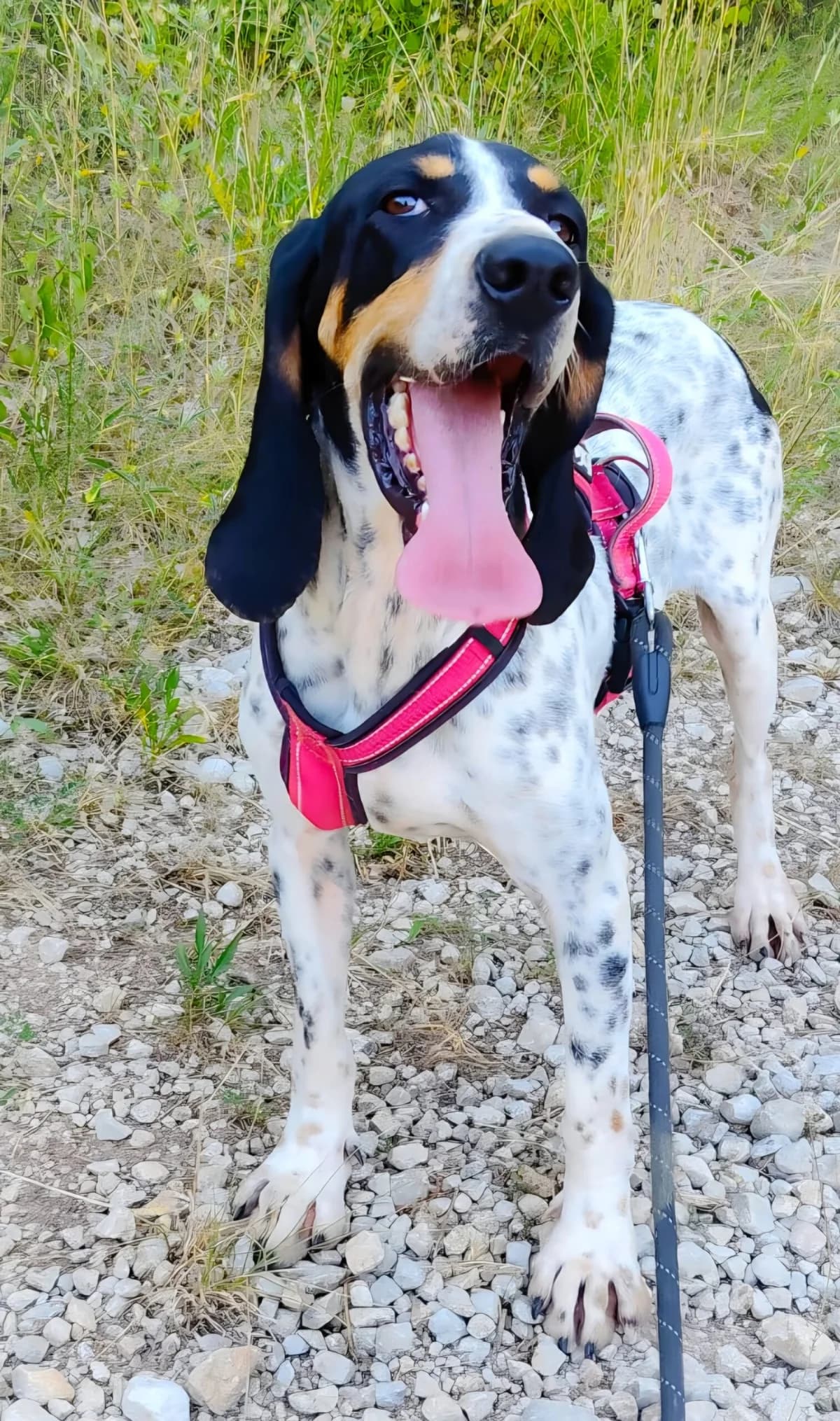 LULA, female 5yo Mixed Breed for adoption at Refuge Canin Lotois