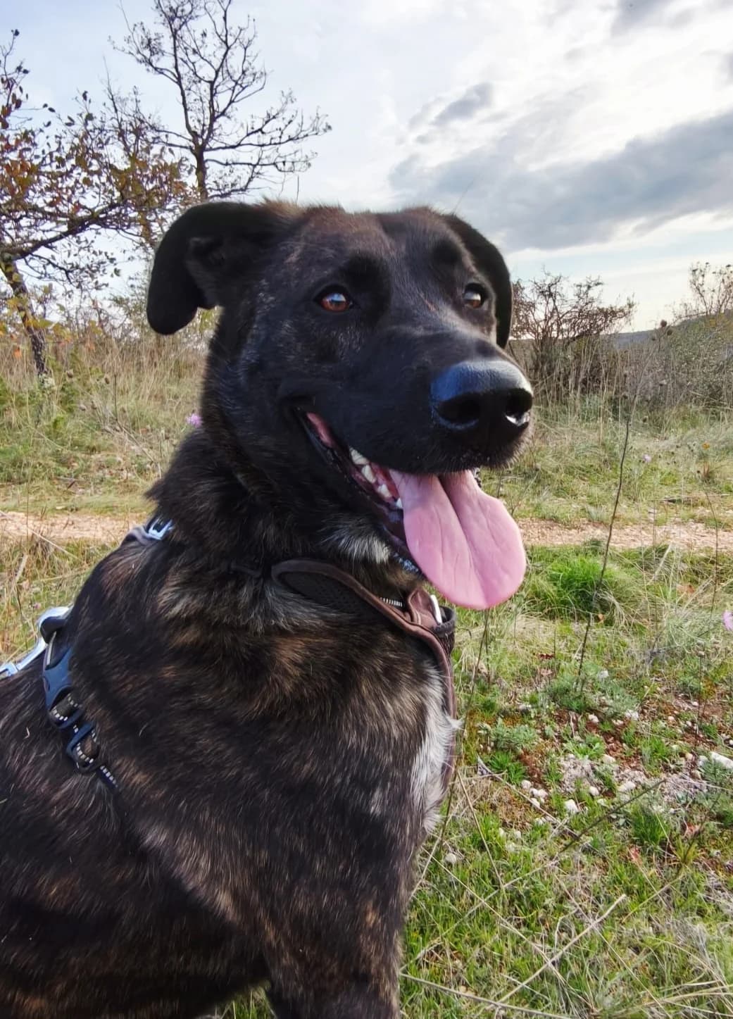 Maïa, female Mixed Breed for adoption at Refuge Canin Lotois