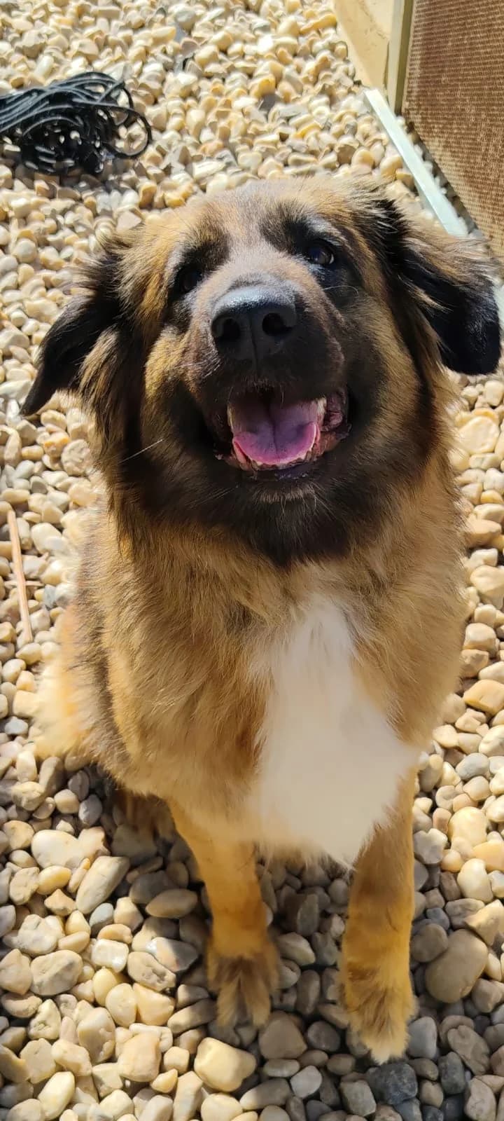 Mandy, female young Mixed Breed for adoption at Refuge Canin Lotois