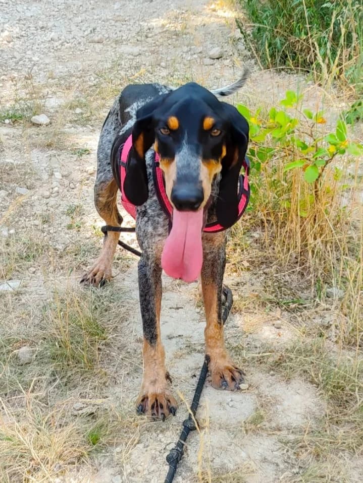 MEÏ, female 6yo Mixed Breed for adoption at Refuge Canin Lotois