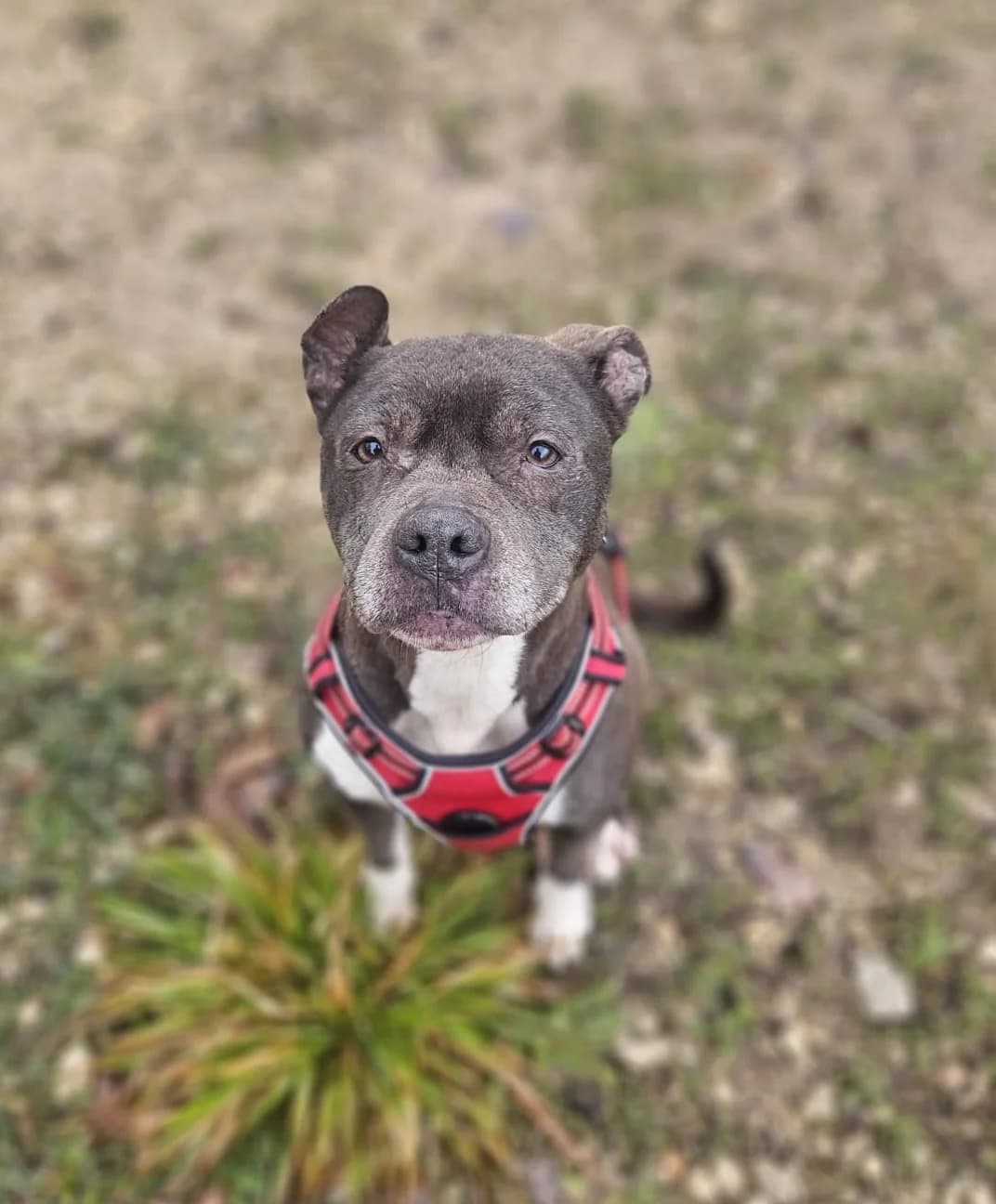 NAYA, female senior Mixed Breed for adoption at Refuge Canin Lotois