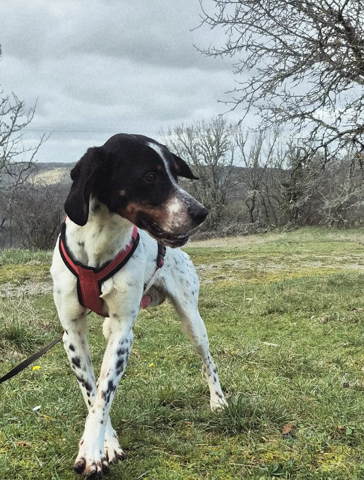 OREO, male Mixed Breed for adoption at Refuge Canin Lotois