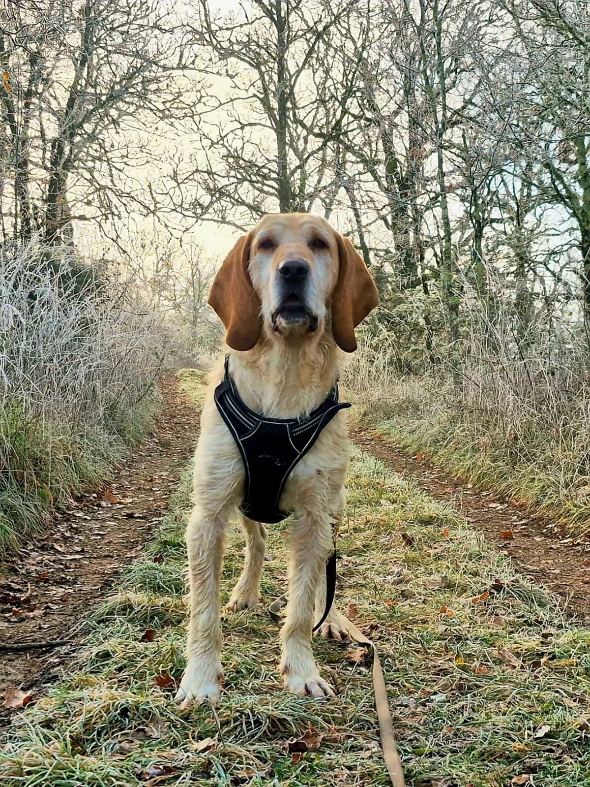 PANCHO, male 5yo Mixed Breed for adoption at Refuge Canin Lotois