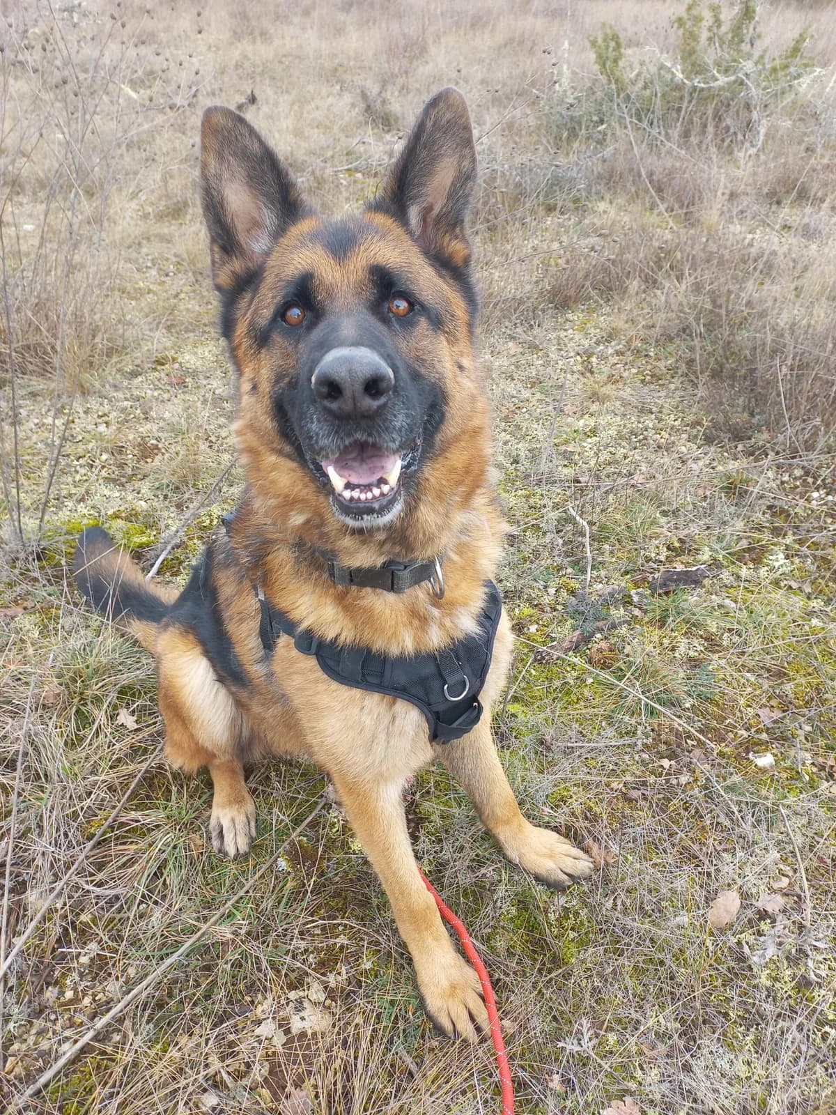 Philou, male 7yo Mixed Breed for adoption at Refuge Canin Lotois