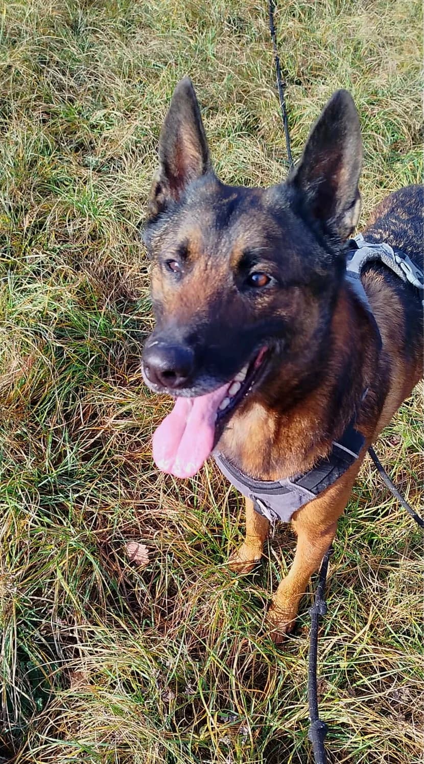 Raid, male 5yo Mixed Breed for adoption at Refuge Canin Lotois