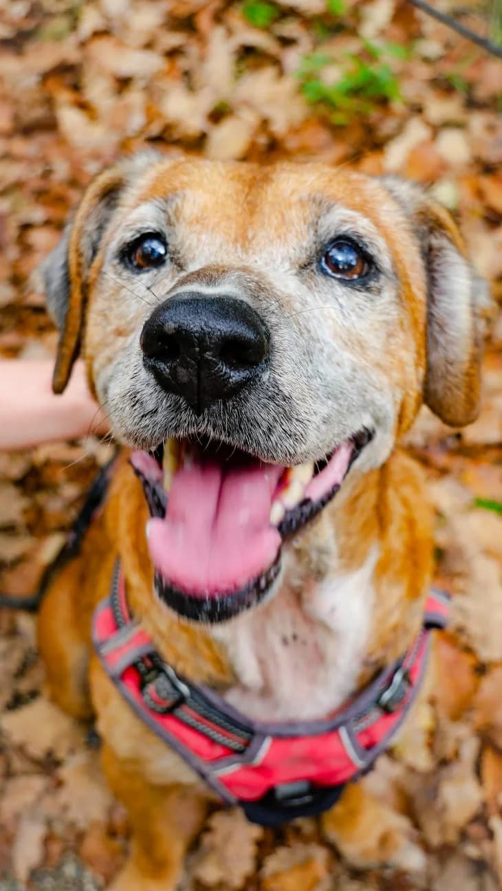 Revel, female 5yo Mixed Breed for adoption at Refuge Canin Lotois