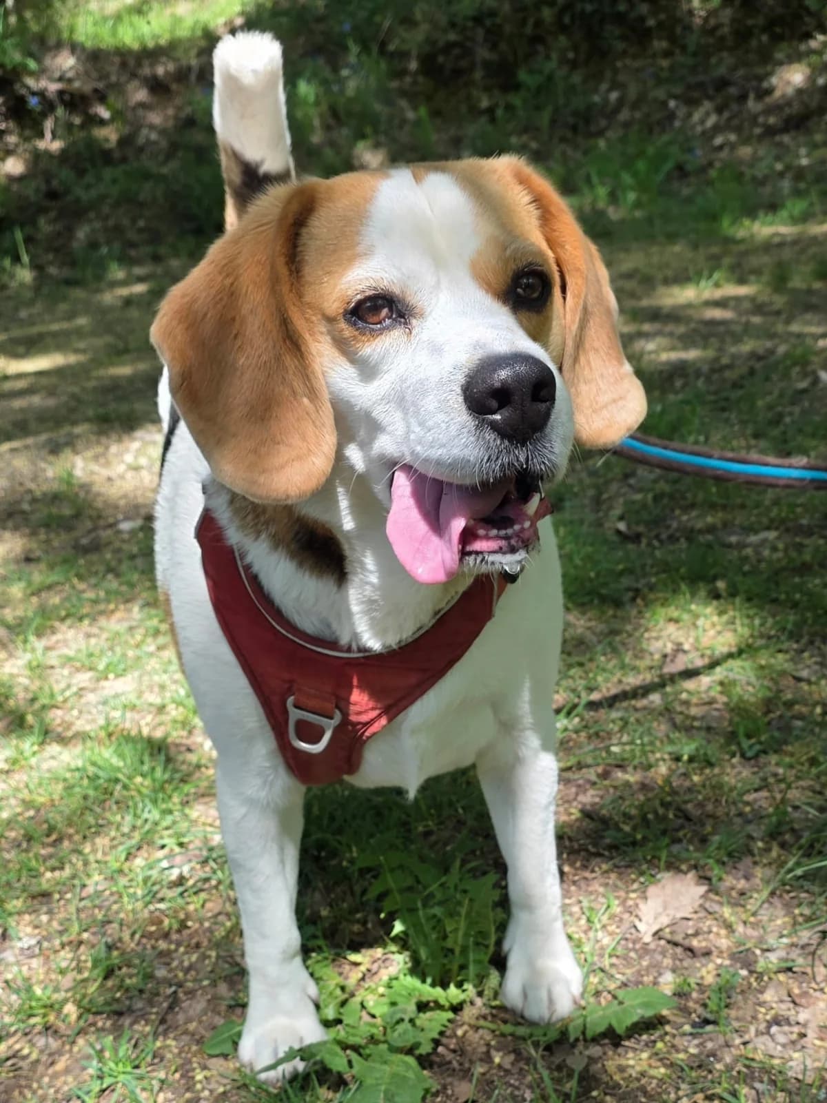 RUN, male 5yo Mixed Breed for adoption at Refuge Canin Lotois