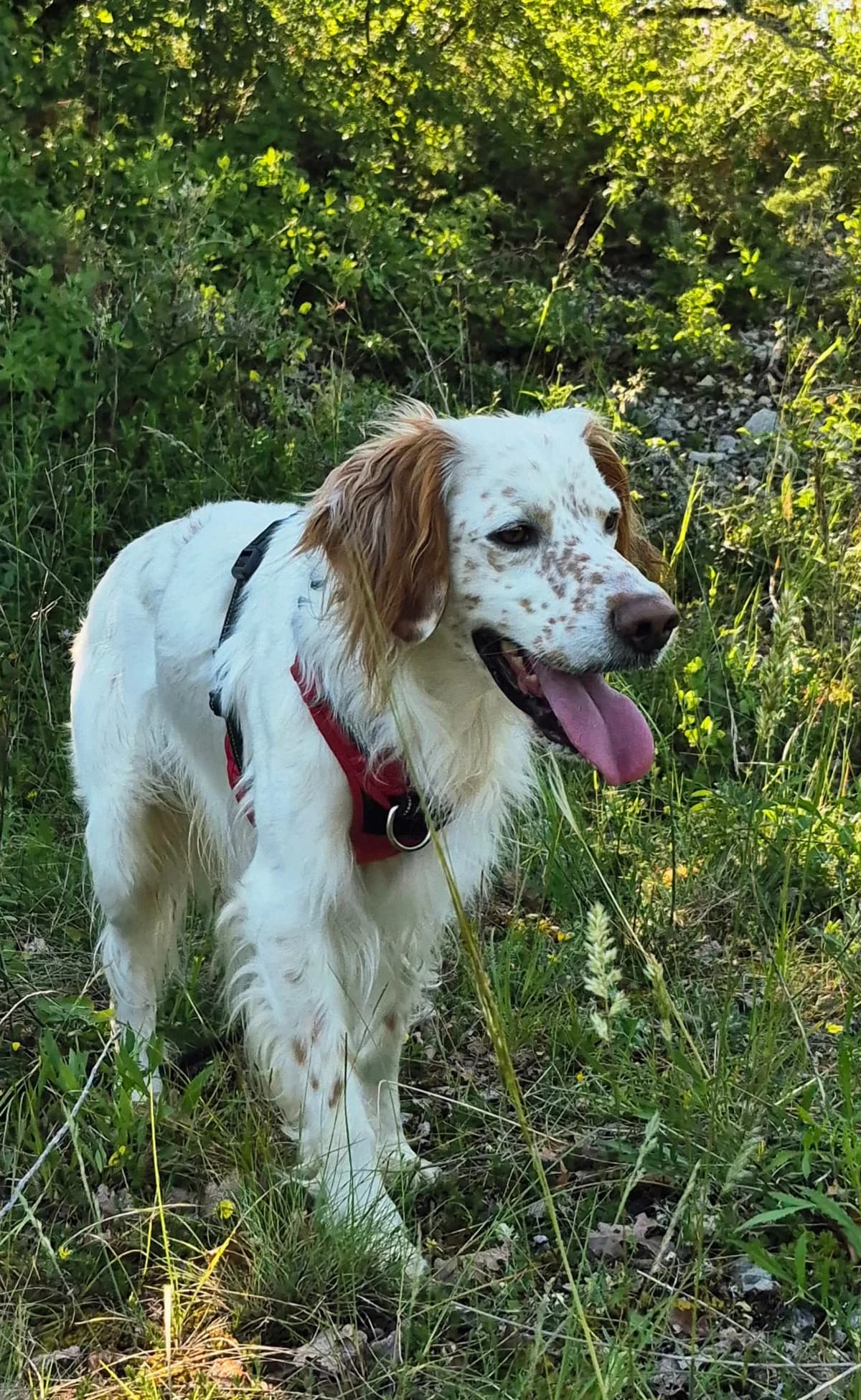 SAMY, male 5yo Mixed Breed for adoption at Refuge Canin Lotois