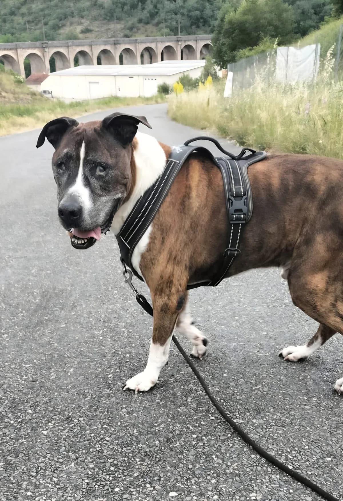 SENSI, male senior Mixed Breed for adoption at Refuge Canin Lotois