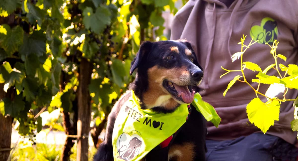 SISSI, female senior Mixed Breed for adoption at Refuge Canin Lotois