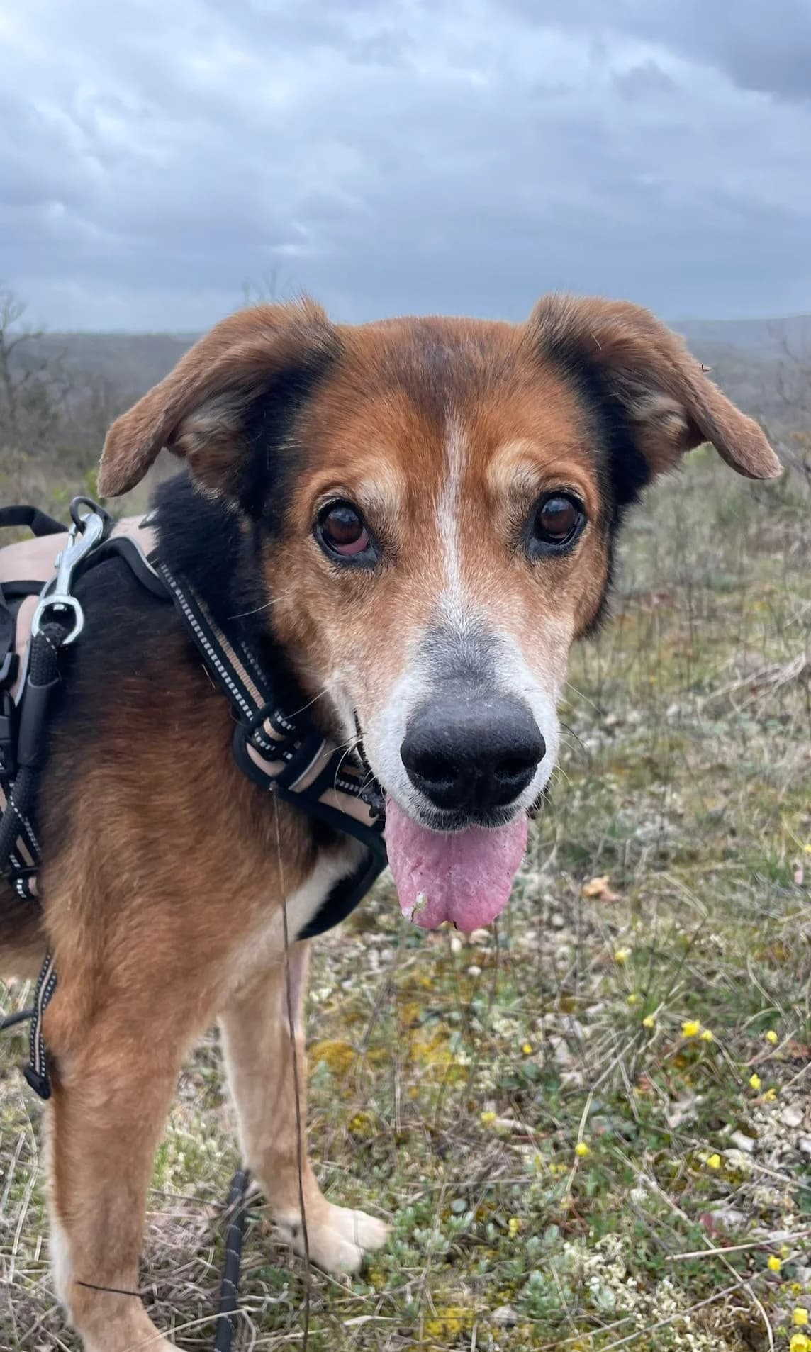 SNOOPY, male senior Mixed Breed for adoption at Refuge Canin Lotois