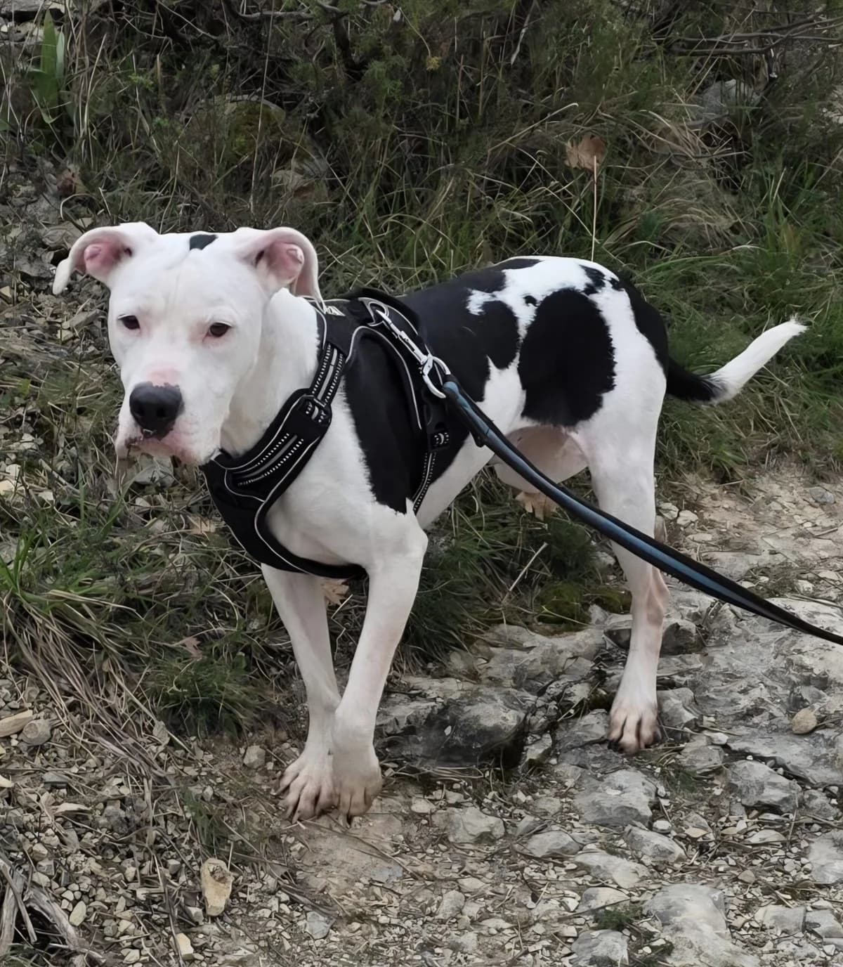 SOOKI, male 5yo Mixed Breed for adoption at Refuge Canin Lotois