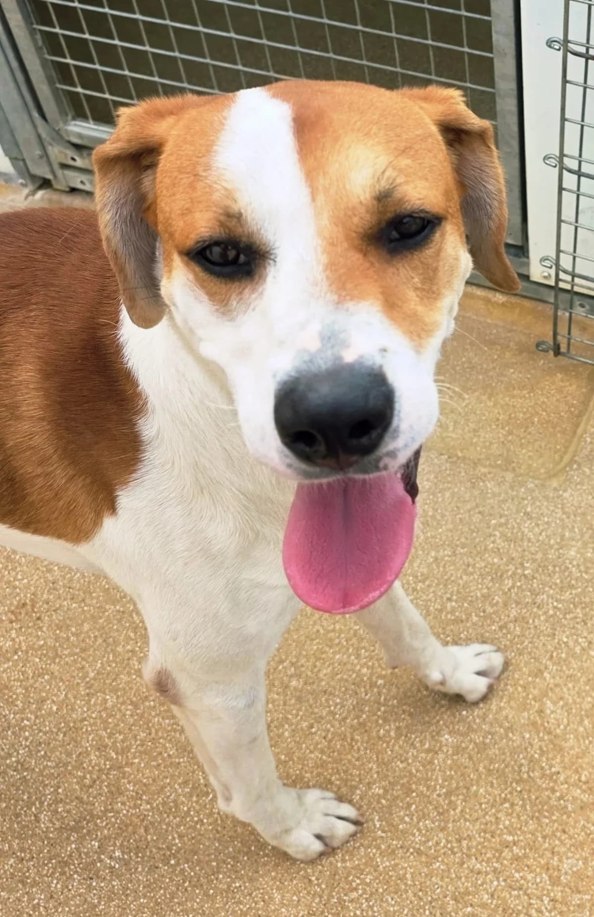 TAO, male young Mixed Breed for adoption at Refuge Canin Lotois