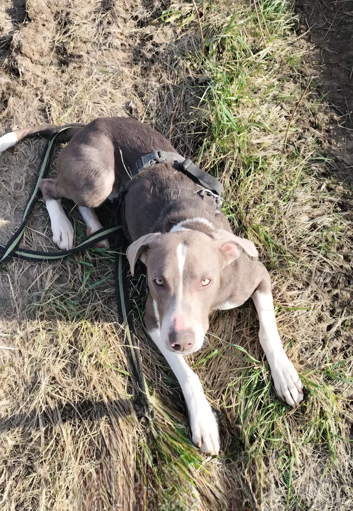 THALIE, female 4yo Mixed Breed for adoption at Refuge Canin Lotois