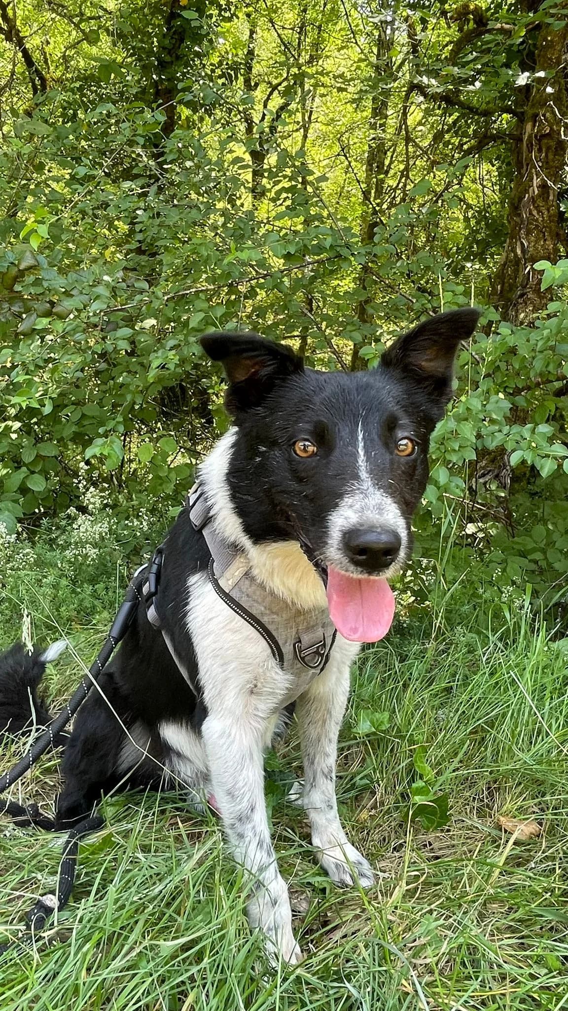 WALLIS, male young Mixed Breed for adoption at Refuge Canin Lotois