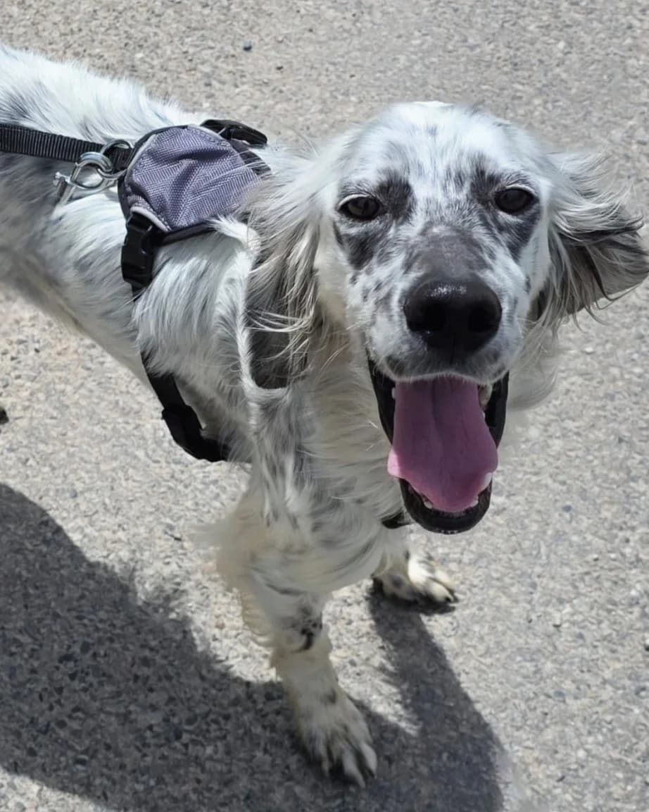 XENA, female senior Mixed Breed for adoption at Refuge Canin Lotois