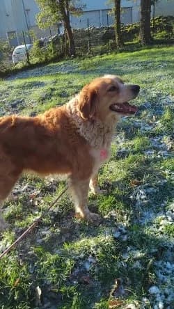 tower, female 4yo Mixed Breed for adoption at Refuge de Figeac (MASAQ)
