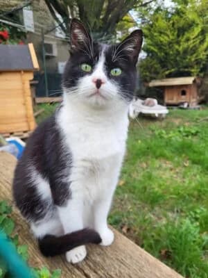 Fino,  Mixed Breed for adoption at Refuge Droit de Vivre