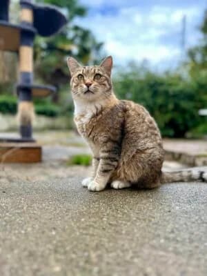 Flow,  Mixed Breed for adoption at Refuge Droit de Vivre