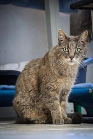 Gris, Mixed Breed for adoption at Refuge Droit de Vivre