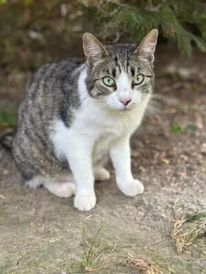 Isis, Mixed Breed for adoption at Refuge Droit de Vivre