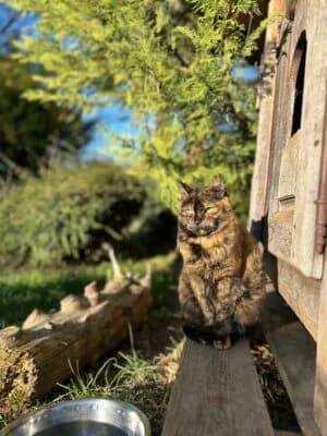 Kate, Mixed Breed for adoption at Refuge Droit de Vivre