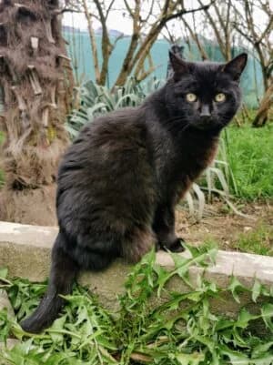 Meye, Mixed Breed for adoption at Refuge Droit de Vivre