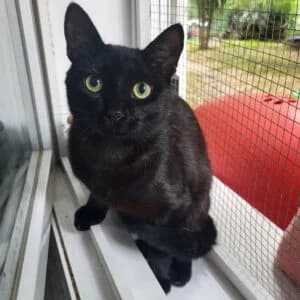 Neko, Mixed Breed for adoption at Refuge Droit de Vivre