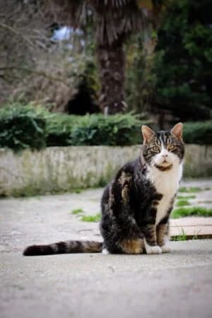 Nibs, Mixed Breed for adoption at Refuge Droit de Vivre