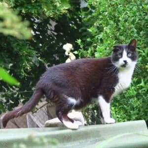 Oréo, Mixed Breed for adoption at Refuge Droit de Vivre