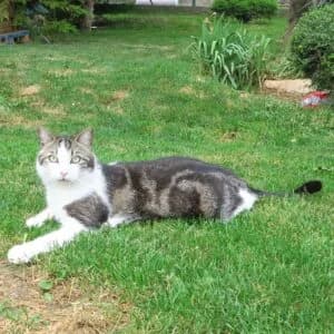 Oslo, Mixed Breed for adoption at Refuge Droit de Vivre