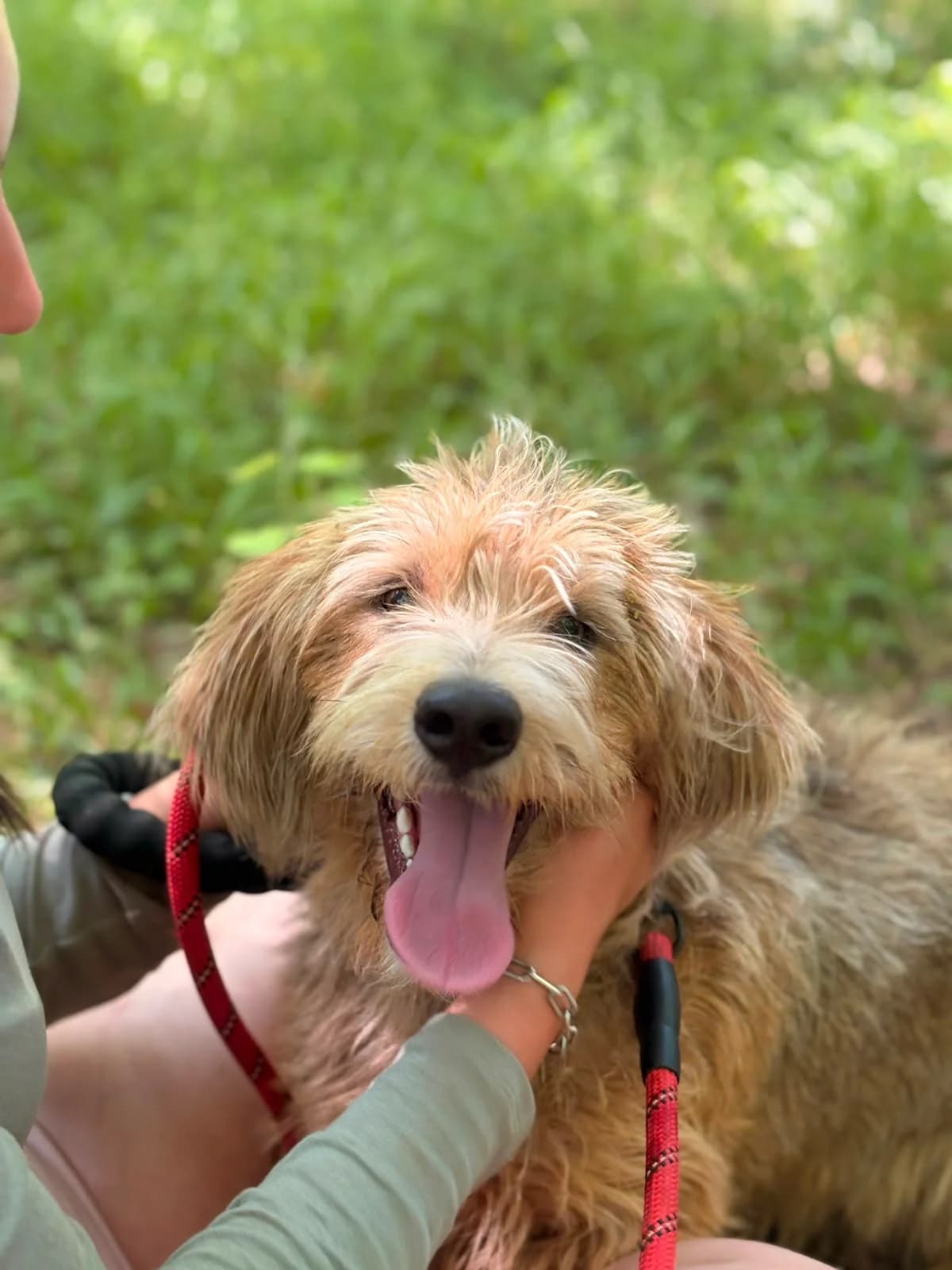 ASHE, female Mixed Breed for adoption at Refuge Gerbey, Chonas-l'Amballan