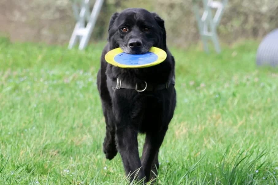 COPS, male Mixed Breed for adoption at Refuge Gerbey, Chonas-l'Amballan