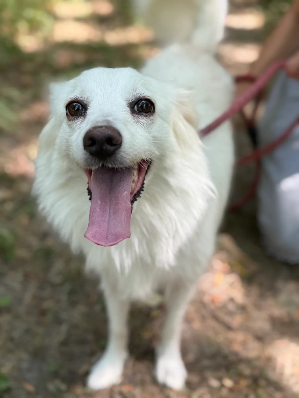 DALYA, female Mixed Breed for adoption at Refuge Gerbey, Chonas-l'Amballan