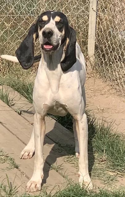 HENDRIX, male Mixed Breed for adoption at Refuge Gerbey, Chonas-l'Amballan