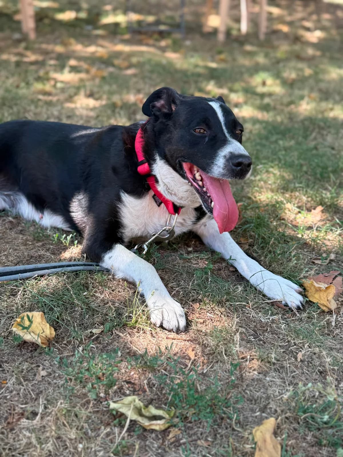 LASKA, female Mixed Breed for adoption at Refuge Gerbey, Chonas-l'Amballan
